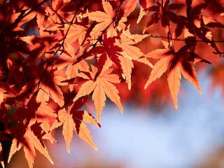 紅葉したカエデの葉