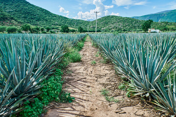Blue agave plantation in the field to make tequila tequila industry tequila concept