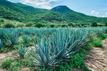 Plantación de agave azul en el campo para hacer tequila concepto industria tequilera
Plantación,...