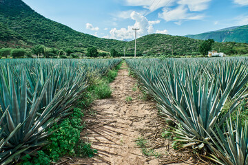 Blue agave plantation in the field to make tequila industry tequila concept