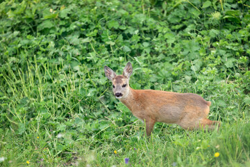 Young roe deer in the Italian Alps