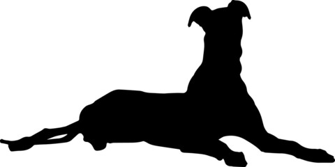 Greyhound Dog Silhouettes SVG Greyhound SVG
