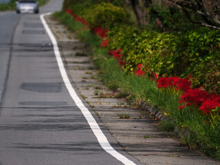 ロードサイドの彼岸花