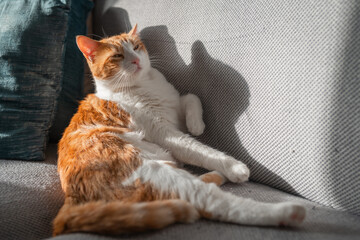 brown and white cat with yellow eyes  sleeping on a gray sofa