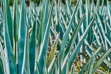 Blue agave plantation in the field to make tequila tequila industry tequila concept