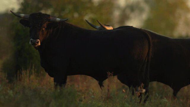 Primitive breed cattle herd most similar to extinct aurochs (Bos primigenius) carefully stare directly estimating posible threats. Great herbivore repatriation project. Milovice, Czech republic