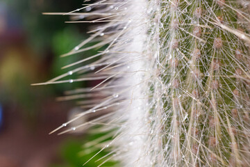 Spikes of a white cactus with raindrops in the fall.