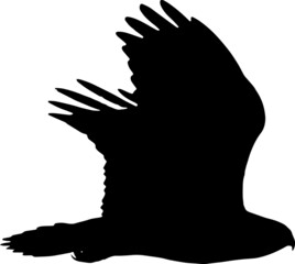 Hawk Bird Silhouette SVG Hawk Bird Vector SVG