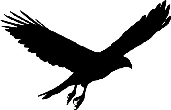 Hawk Bird Silhouette SVG Hawk Bird Vector SVG