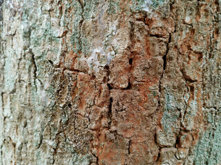 Wooden Bark in the garden , Close up Texture