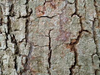 Wooden Bark in the garden , Close up Texture