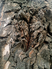 Wooden Bark in the garden , Close up Texture