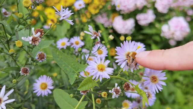 Bee fly near flower. Allergy insect macro video. Green grass. Bumblebee garden action. Beautiful blossom and organic fur flight. Ecology life concept. Slow motion. Honeybee worker eating