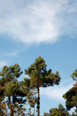 Two tree with blue cloudy sky.