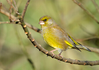 Greenfinch on a branch