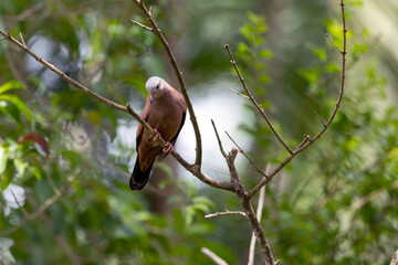 The ruddy ground dove perched on a branch. It is a small tropical dove from Brazil and South American as know as Rolinha. Species Columbina talpacoti. Animal world Birdwatching. Birding.