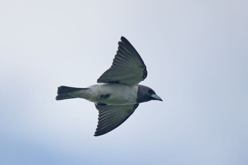 White-breasted Wood Swallow in flight surfing in strong winds