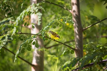 Flyeater, Golden-bellied Gerygone sits singing on an ast 
