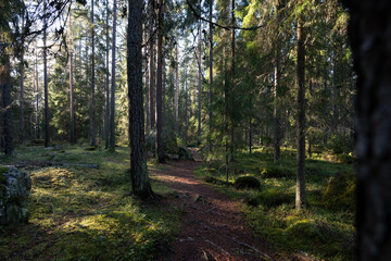 forest in sunny autumn day