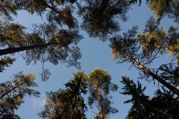 trees and sky