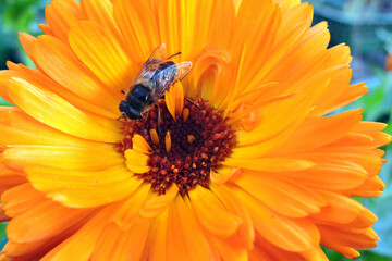 A close-up of a bee pollinating an orange pot marigold flower, blurred green leaves in the background
