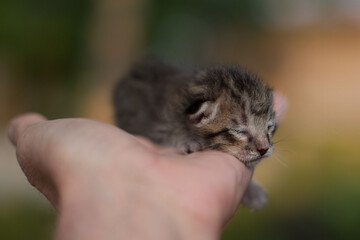 sweet cuddly baby cats kitties tabby and white