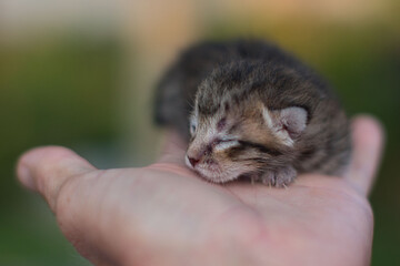 sweet cuddly baby cats kitties tabby and white