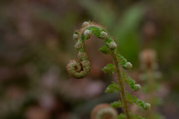 A closed fern with soft spring sunlight, spring blossoming. New life concept.