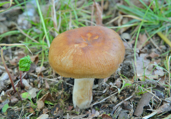 Edible mushroom (Russula foetens)
