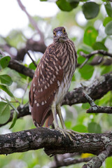 RUFOUS NIGHT HERON, Juvenile discovered you 