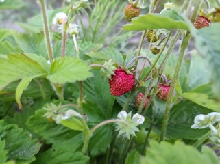 strawberry, fruit, berries, food, red, plant, ripe, wild, nature, sweet, summer, strawberry, berries, leaf, healthy, garden, macro, fresh, juicy, raspberry, close-up, dessert, bush, strawberry