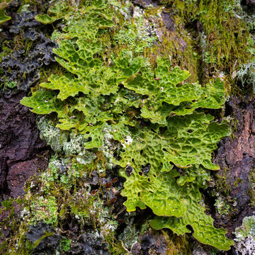Lobaria pulmonaria (tree lungwort, lung lichen, lung moss, lungwort lichen) leaf shaped lichen