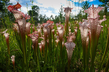 Red and white pitchers of Sarracenia leucophylla, the white pitcher plant, natural habitat in...