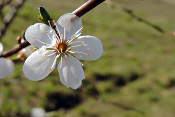 A white flower of a mirabelle plum in close-up, a sunny day and blurred background