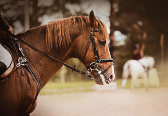Portrait of a beautiful bay horse with a black leather bridle on its muzzle and rider in the...