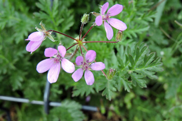 A redstem filaree in bloom, pink flowers, buds and green leaves