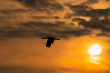 Cigogne au Coucher de Soleil