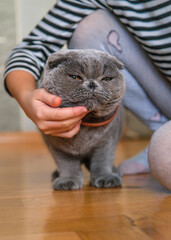 Child girl at home with a cat. Selective focus.