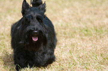 Scottish Terrier walking towards camera at dog show