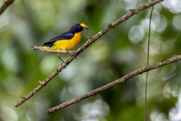 A tropical bird Violaceous euphonia perching in a branch tree with.  Green background, Species Euphonia violacea. Birdwatching. Animal world. Yellow bird.