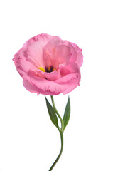 One pink eustoma on a white background.