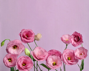 Fototapeta na wymiar Many pink eustomas on a purple background