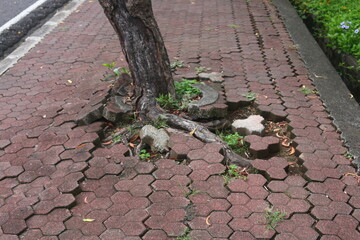 The pedestrian path outside the Bali governor's office building was damaged by a growing tree...