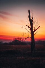 sunset over the meadows and a beautiful withered tree against the setting sun