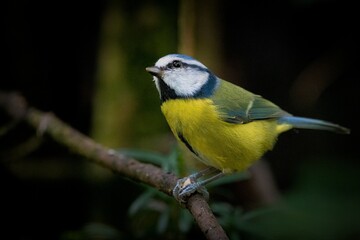Fototapeta premium blue tit