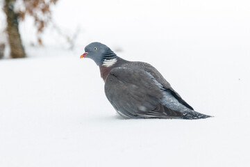 Common Wood-Pigeon (Columba palumbus)