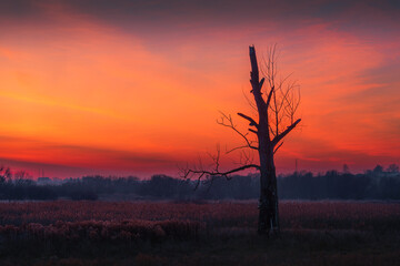 sunset over the meadows and a beautiful withered tree against the setting sun
