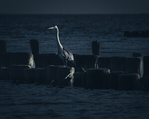 heron sima on a wooden breakwater in the first rays of the rising sun. Baltic Sea, Gdynia