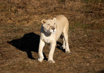 Fototapeta na wymiar white lioness in the grass
