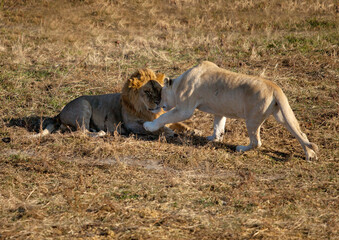 the lion and the white lioness